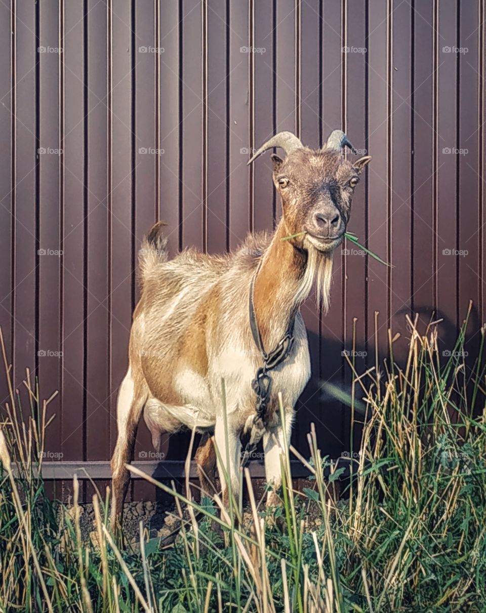 Posing goat.