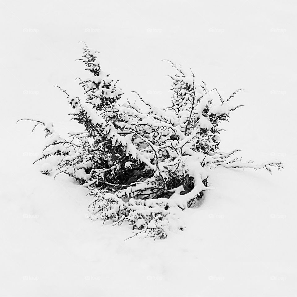 juniper in the snow
