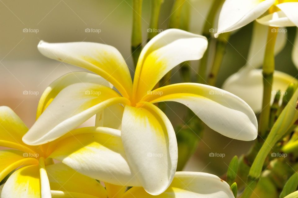 White frangipani flower 
