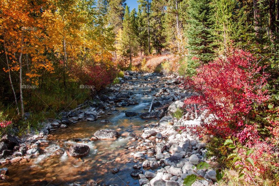 View of stream in autumn