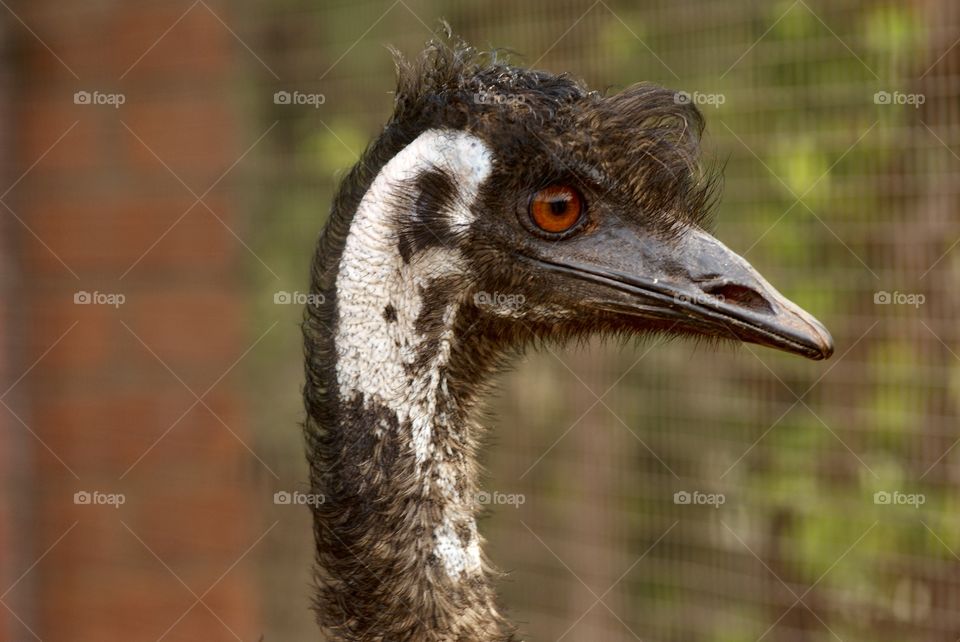 A close up of an emu 