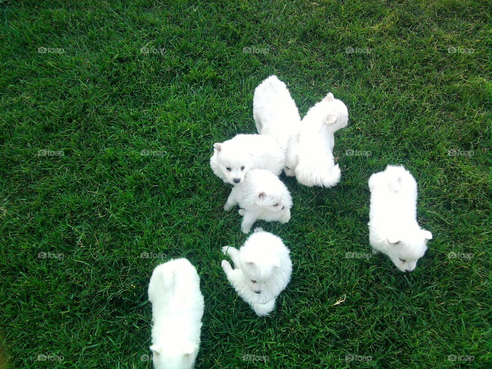 Dogs... My White Army... Playing Formation