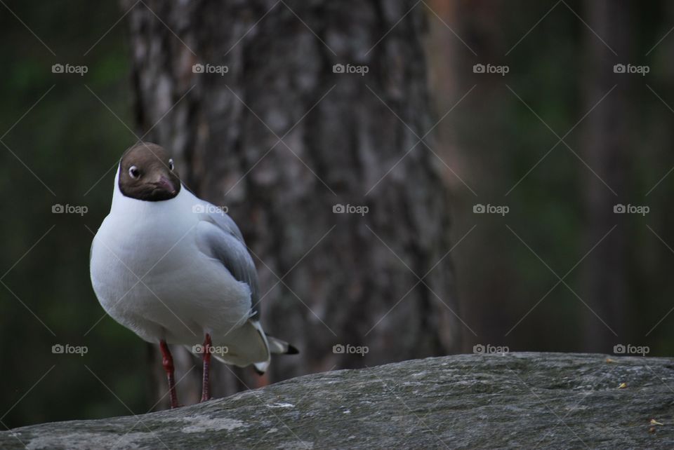 Sea birds