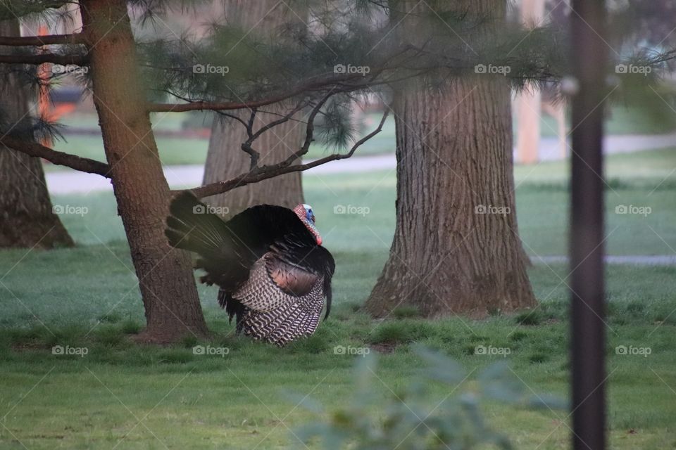 Wild turkey in northern Ohio, USA