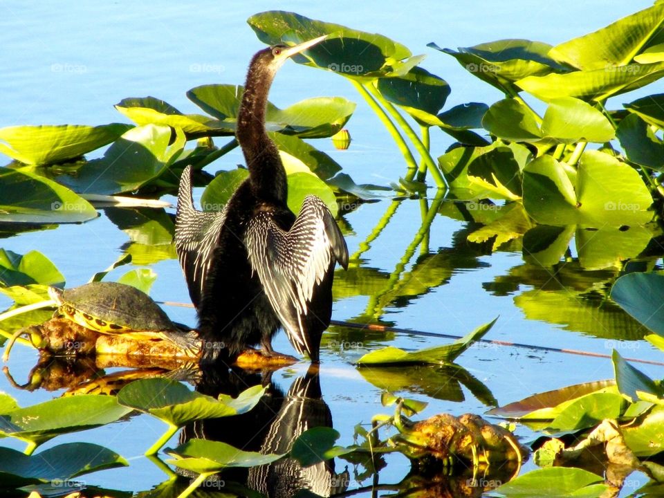 Anhinga and turtles