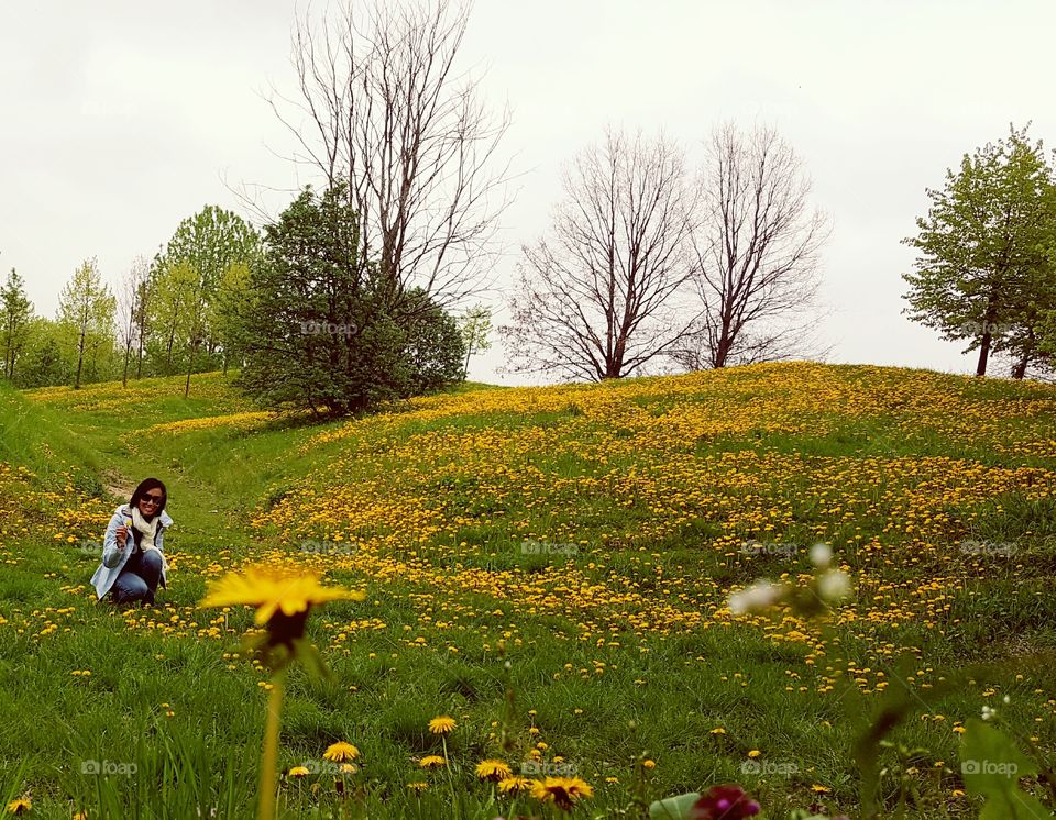 yellow meadows