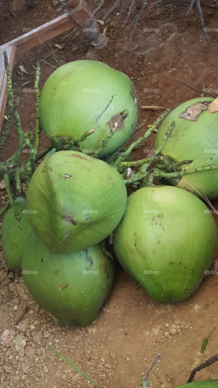 coconut frezx