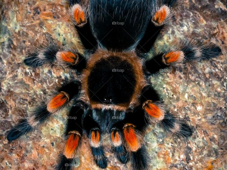 Tarantula