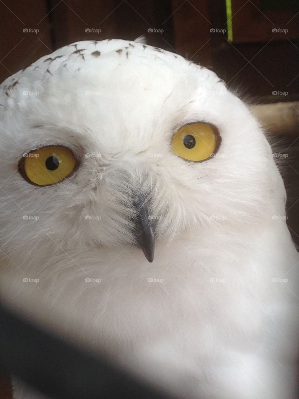 Snowy owl