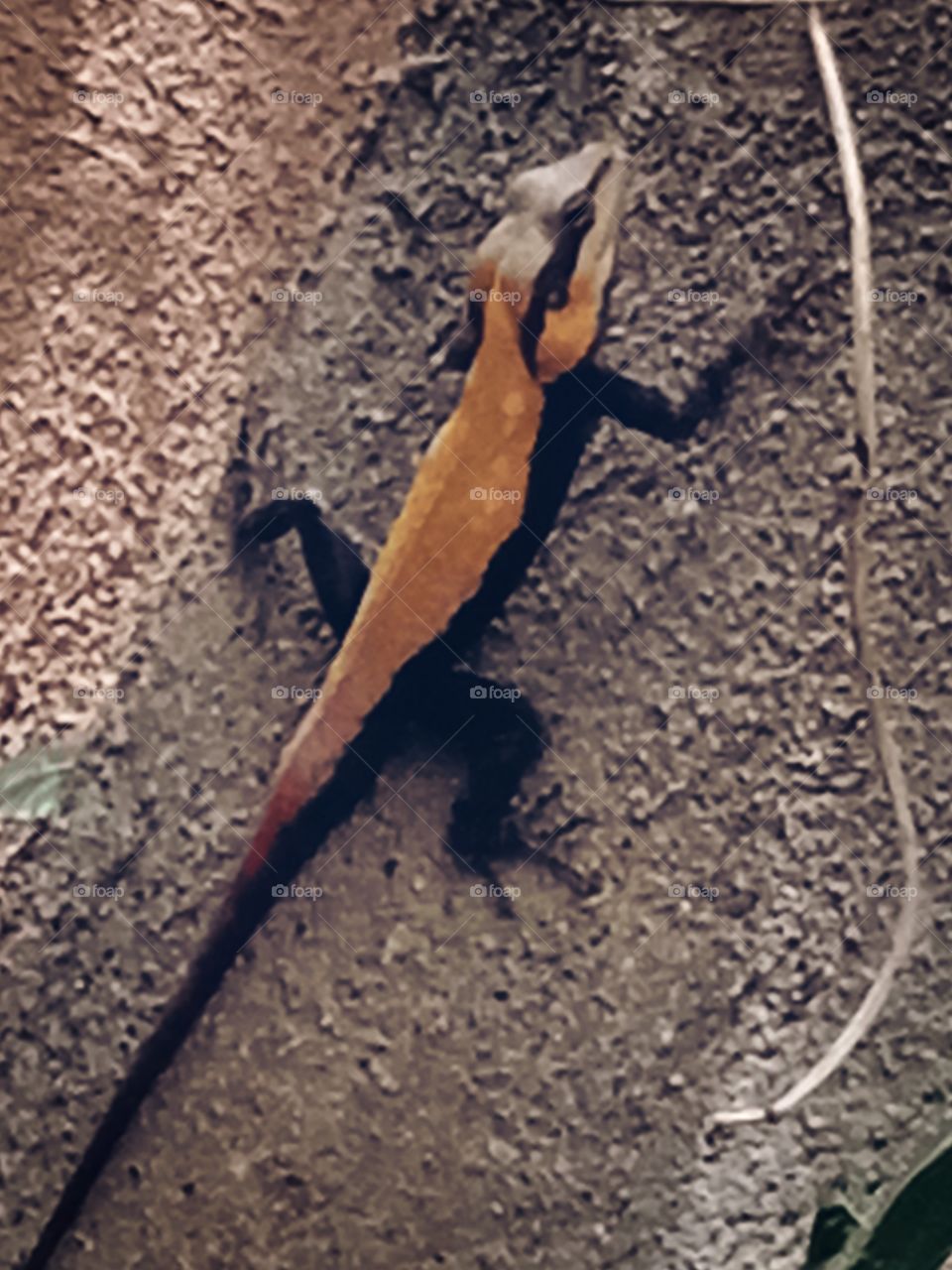 Garden lizard🦎🦎