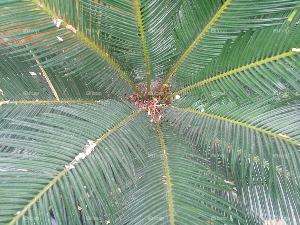 Plant in a pot which looks very beautiful.