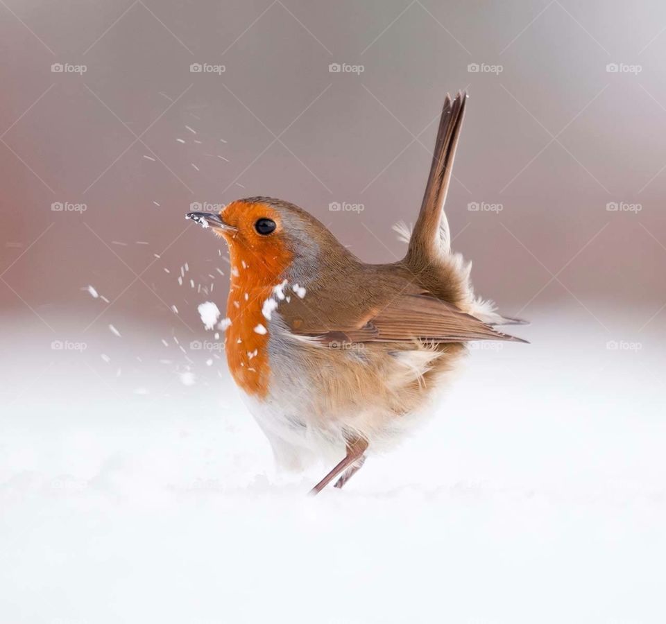 Adorable robin playing in the snow