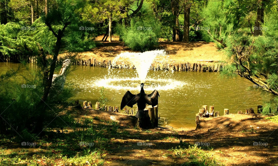 Bird's fountain