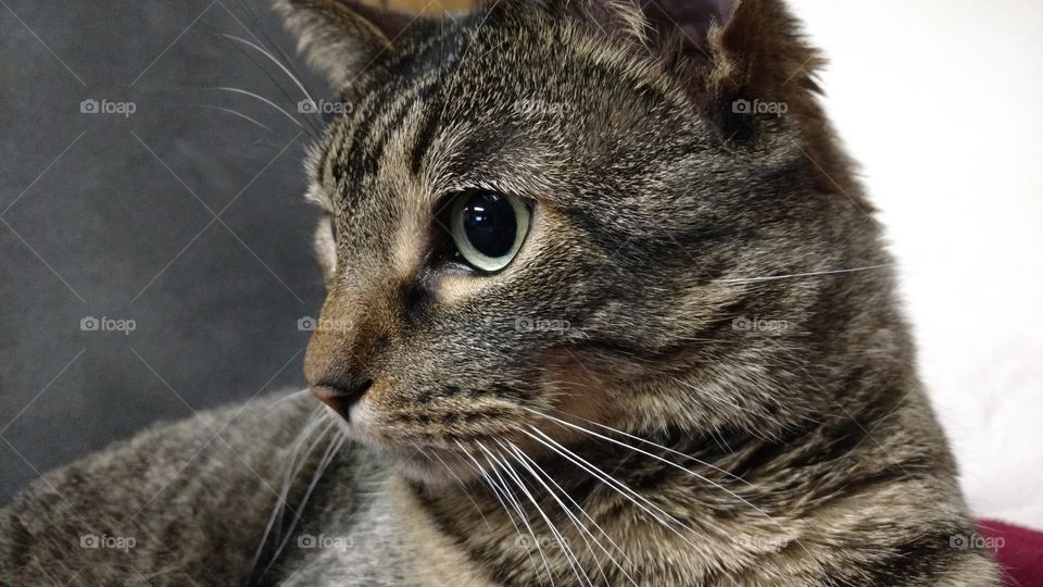 Portrait of tabby cat