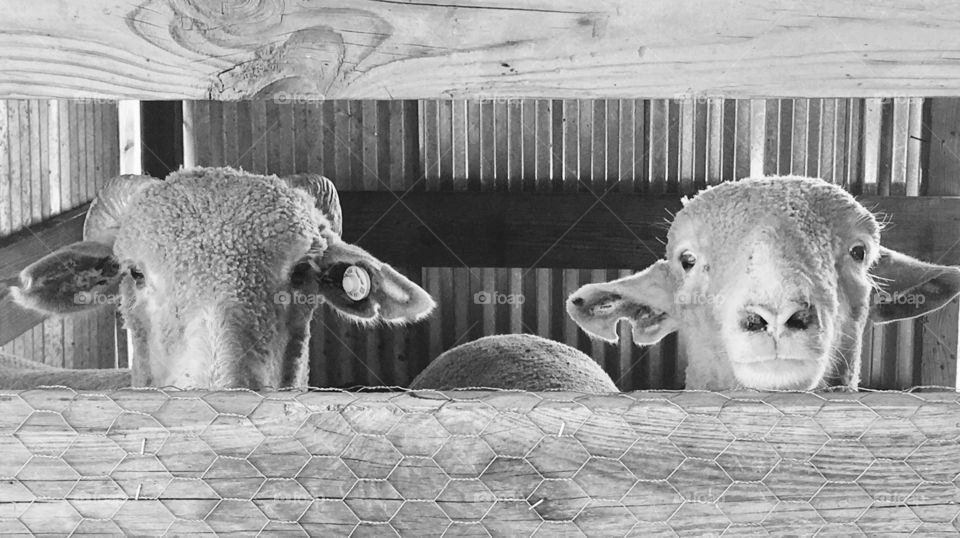 Two lambs looking through barn slats. 