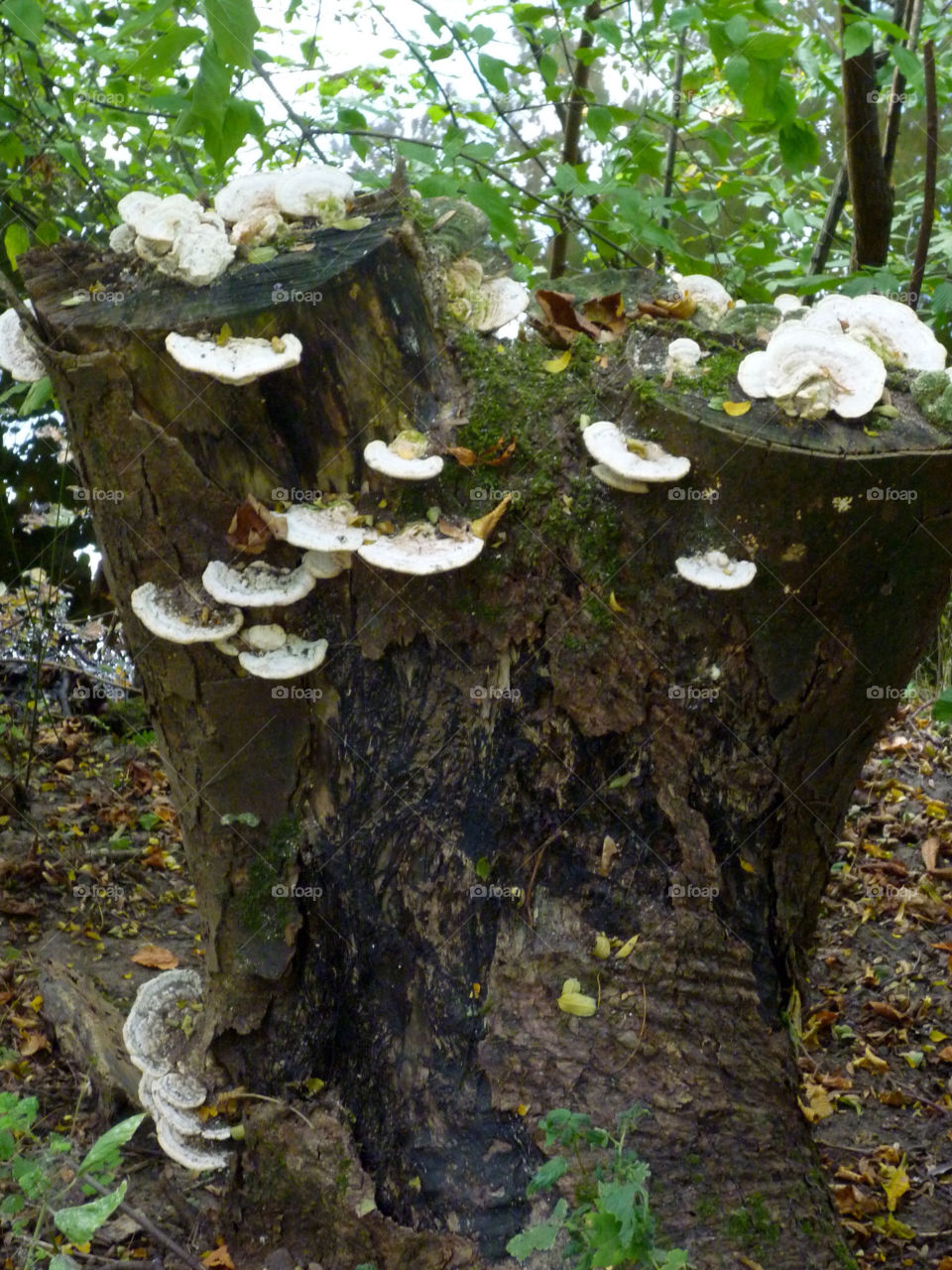 tree autumn life new by kenglund