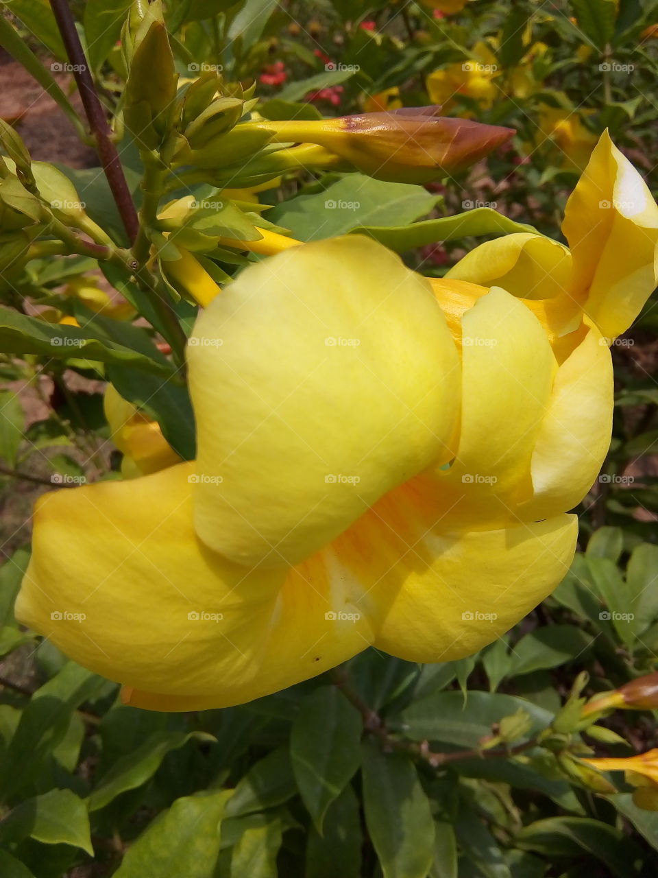closeup of a beautiful yellow flower.