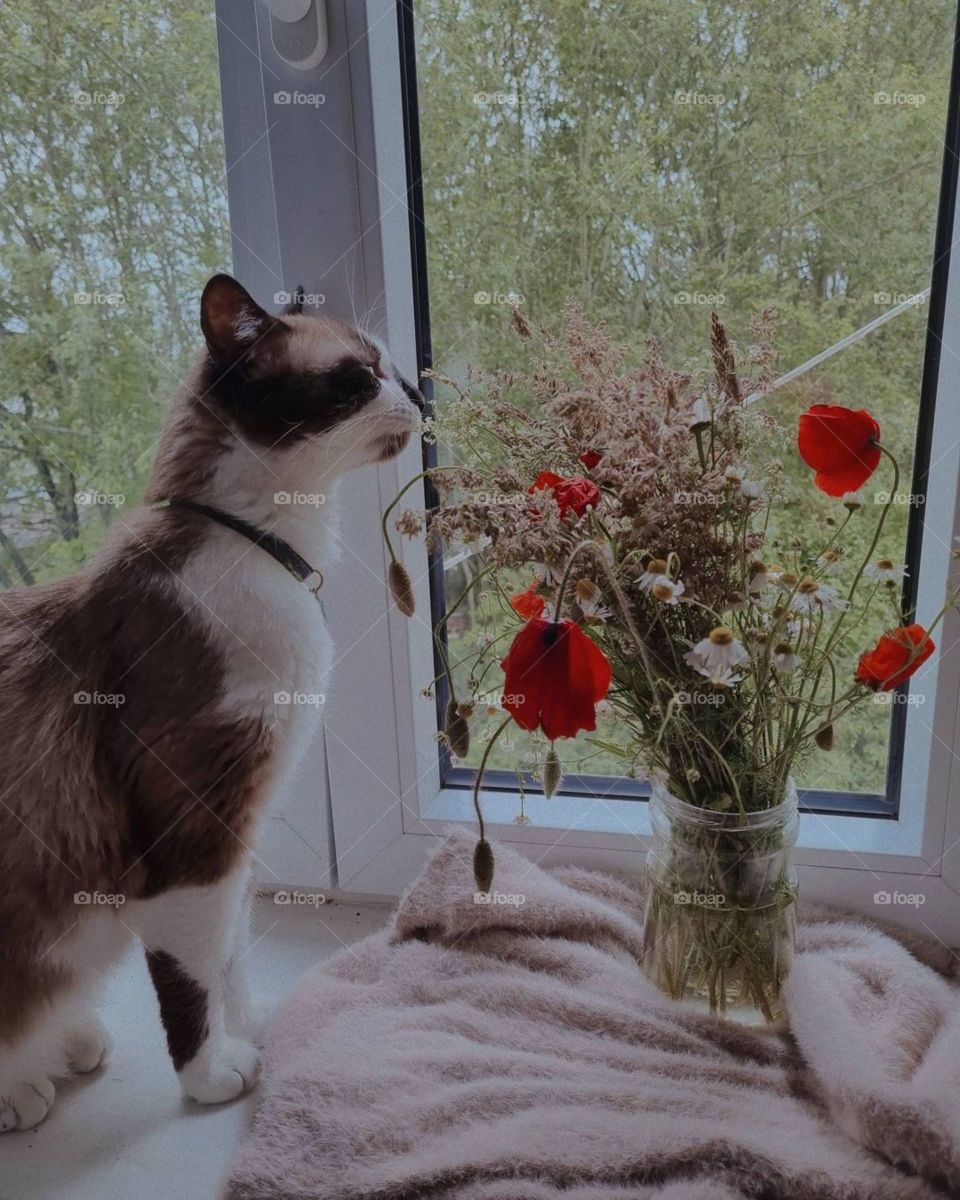 My cat loves to smell the flowers. He is so captivated by them. We both love flowers.