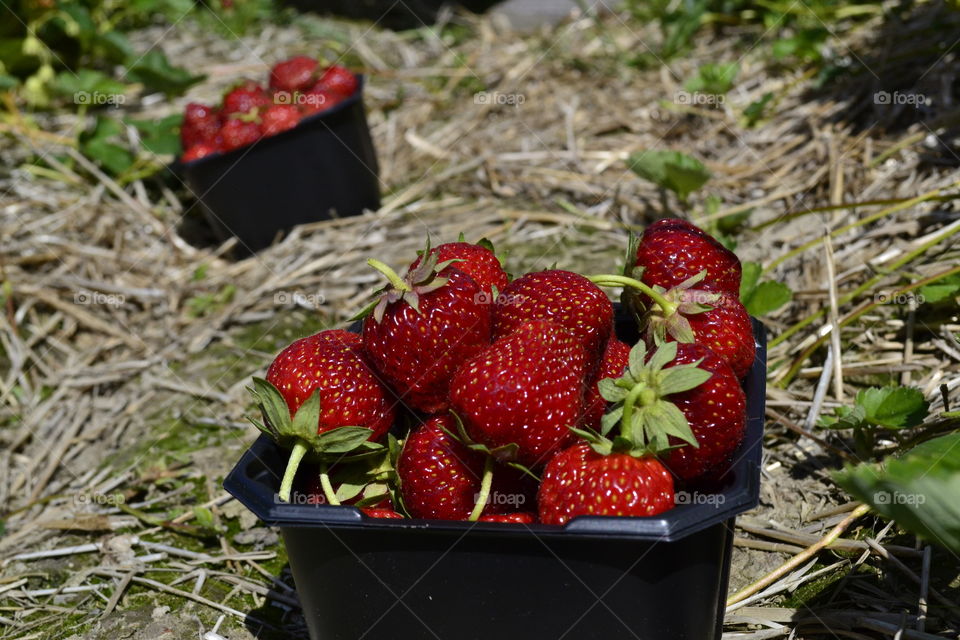 Strawberries