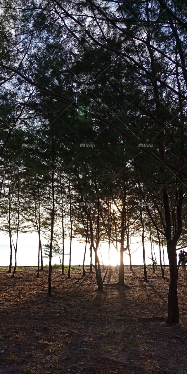 Pines Tree,  Sun Hills,  Pari Island, Indonesia