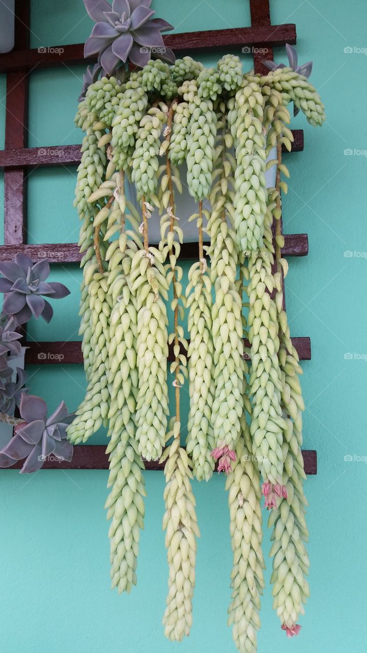 Cactus plant on turquoise wall