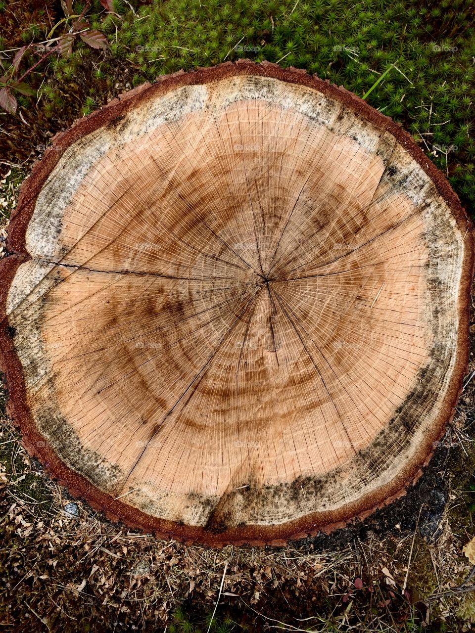 Rings on fresh cut tree stump