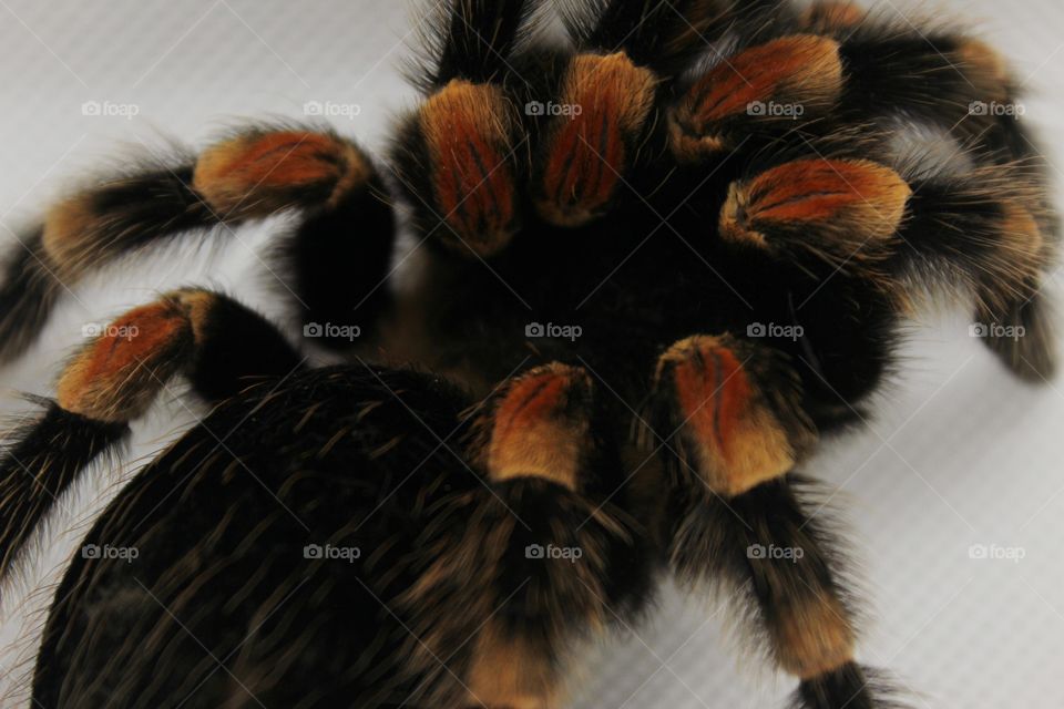 red and black spider on white Background