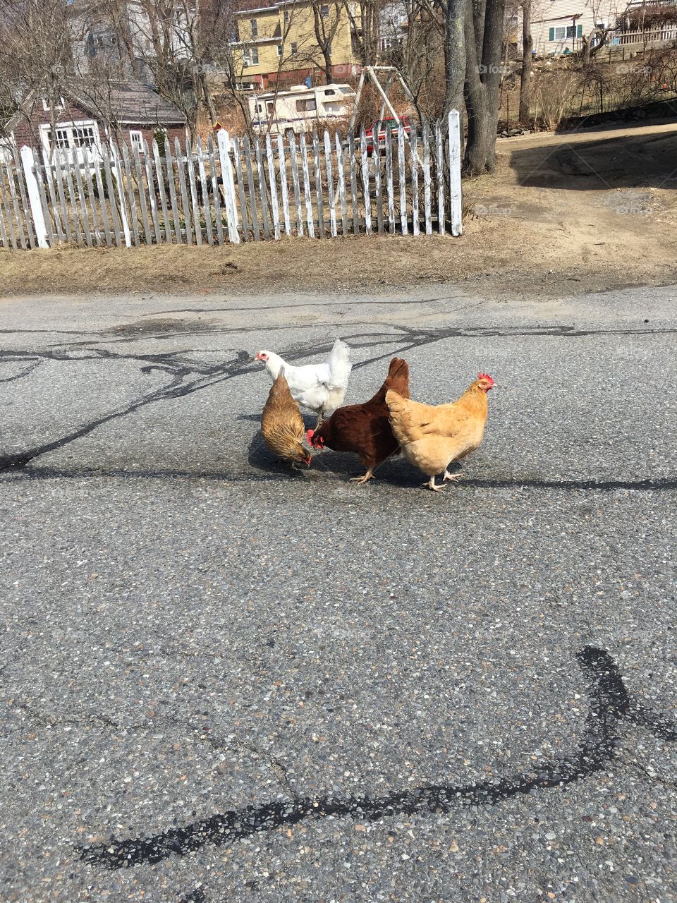 Chickens on the loose