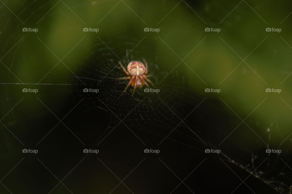 A garden spider waiting in the middle of its web.