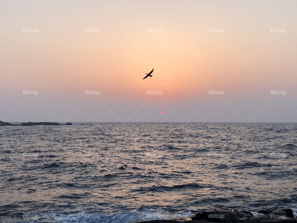 Bird flying across a beautiful sunset in Japan