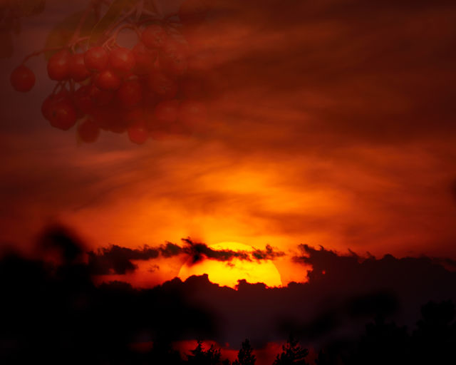Rowan berries and early September sunset in Helsinki, Finland.
