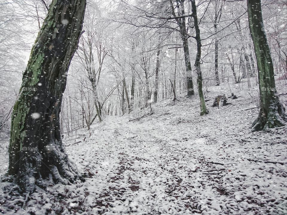 Trees in winter