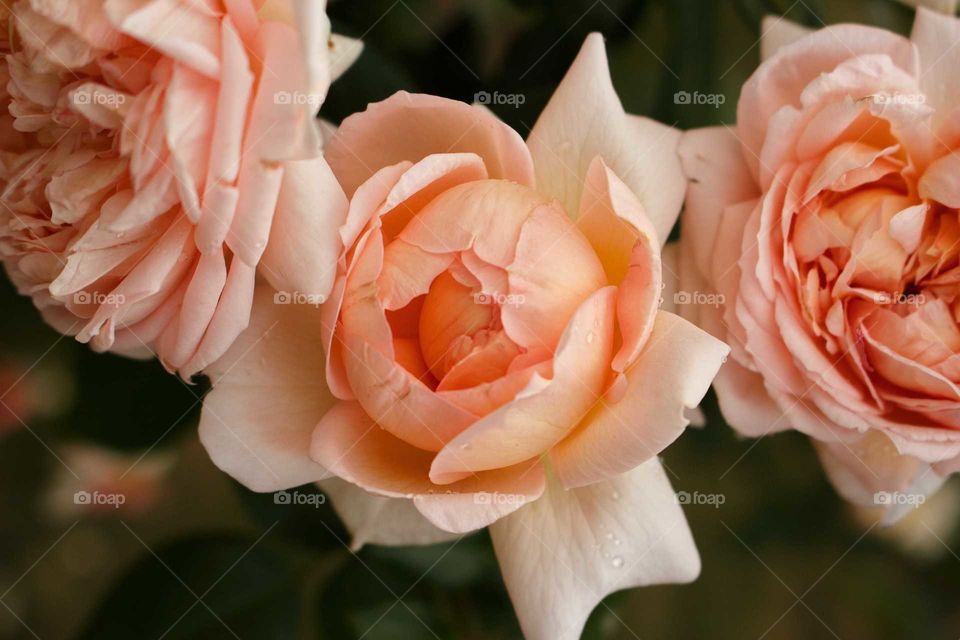 Flower, Rose, Love, Romance, Wedding