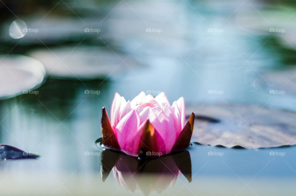 lotus