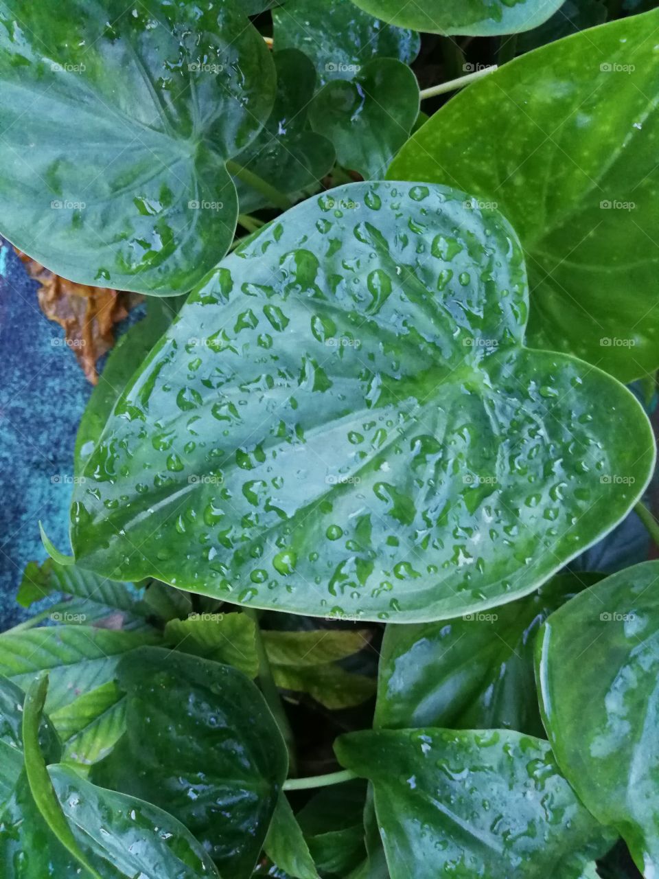 Water on big green leaves