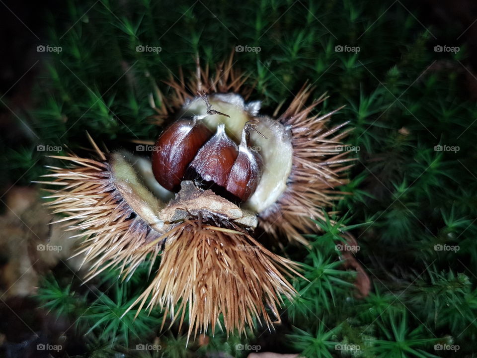 châtaignes sauvages