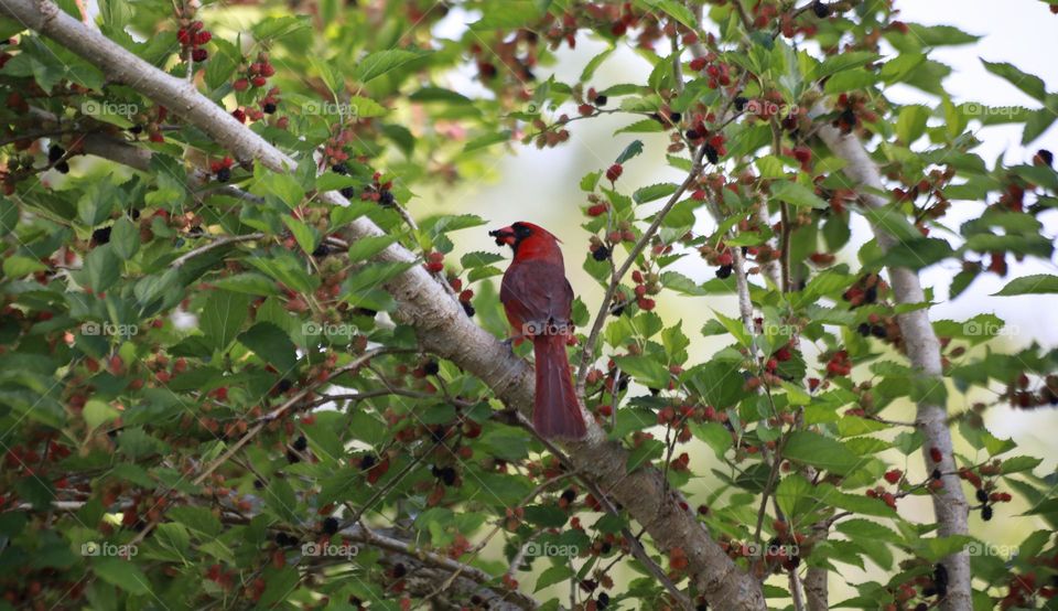 Cardinal eating mulberry from the tree