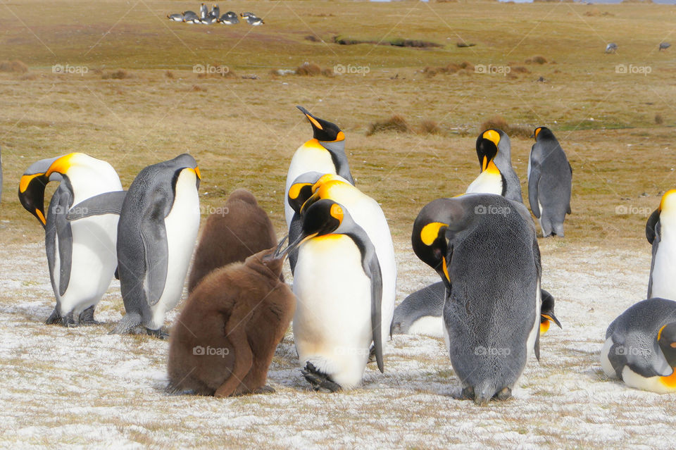 emperor king penguins falklands