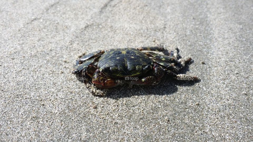 Avila Beach Crab