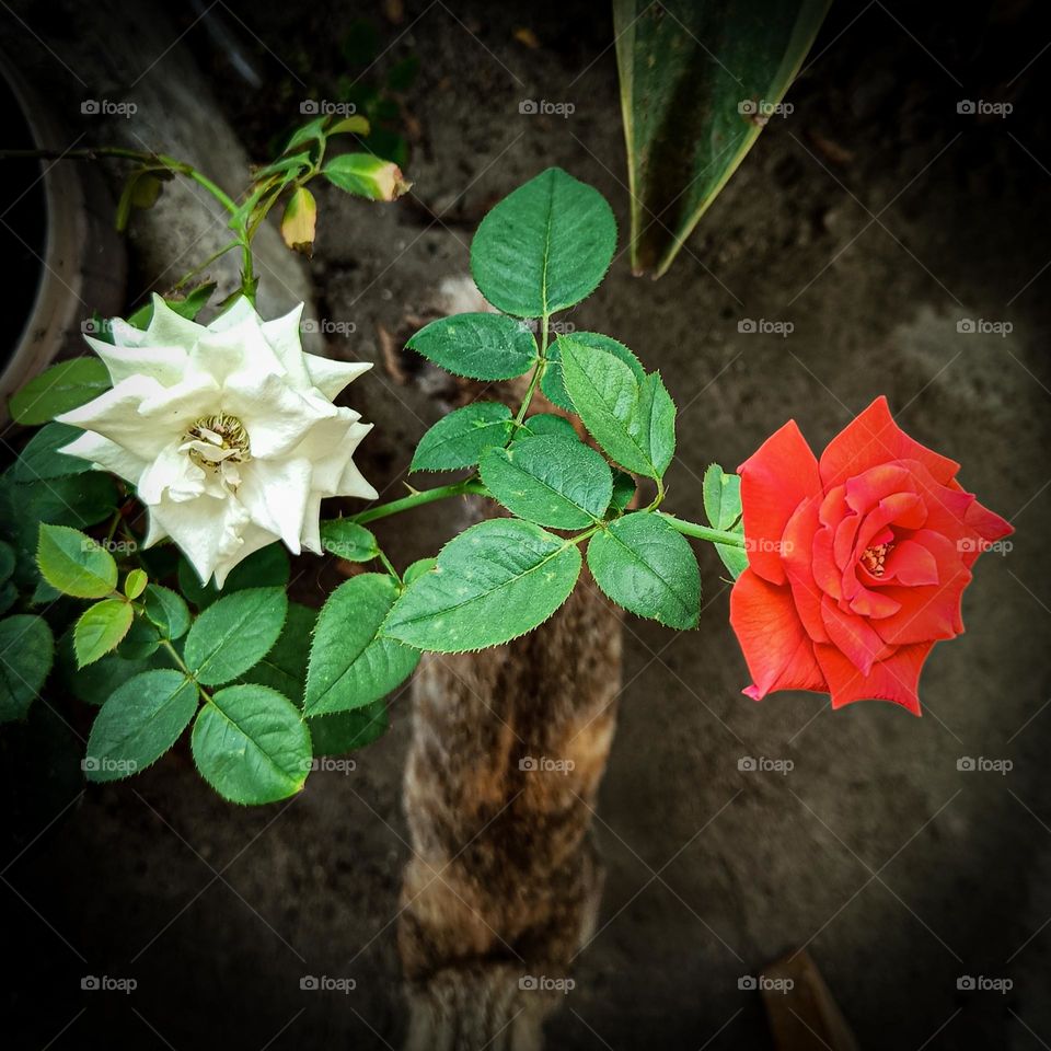 Red vs white. Rose flowers.