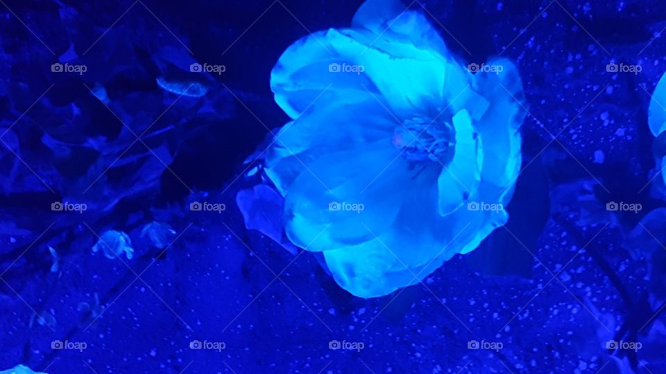 Blühe Blau die schönste bist du.