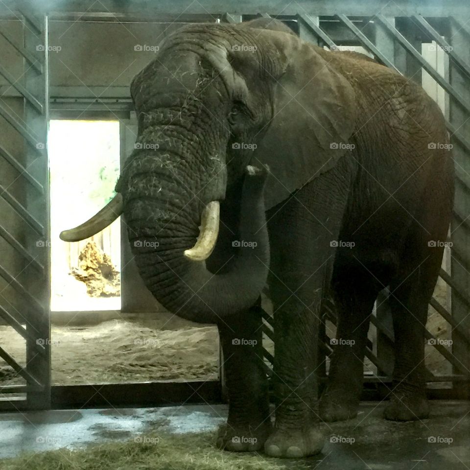The elephant 