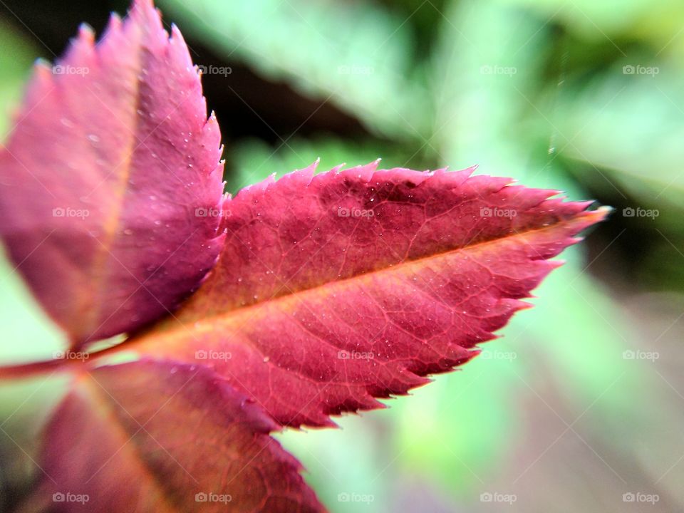 rose leaves