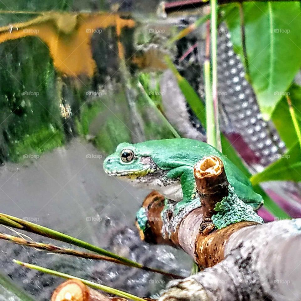 Green garden frog living his life in a glass bubble