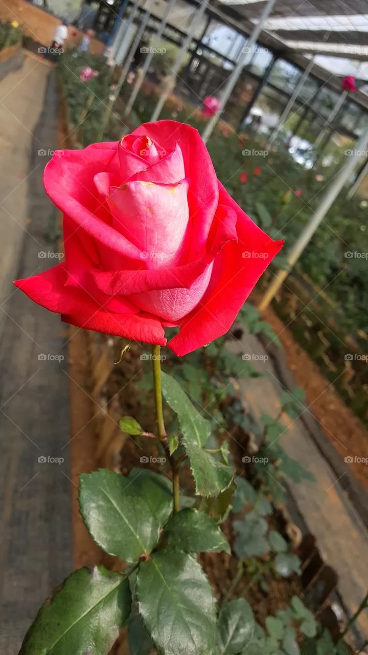 multicolored rose