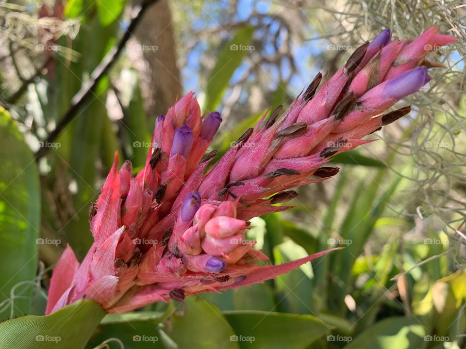 Pink Tropical Flower Appearance 