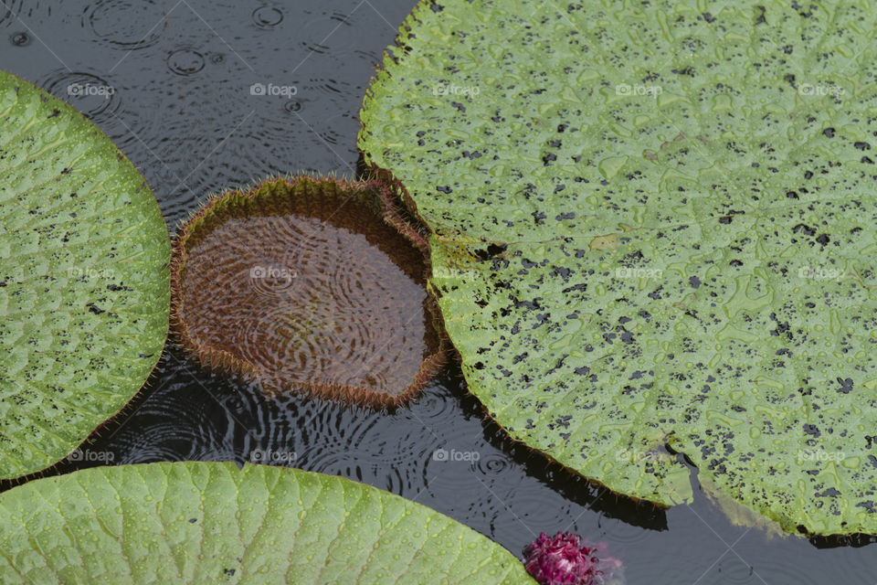 Vitoria Regia in Manaus Brazil.