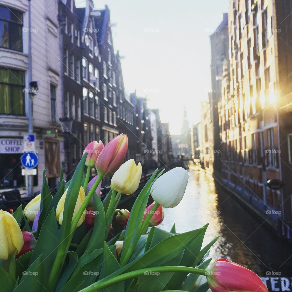 Tulips from Amsterdam