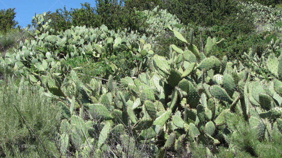 Cactus bushes