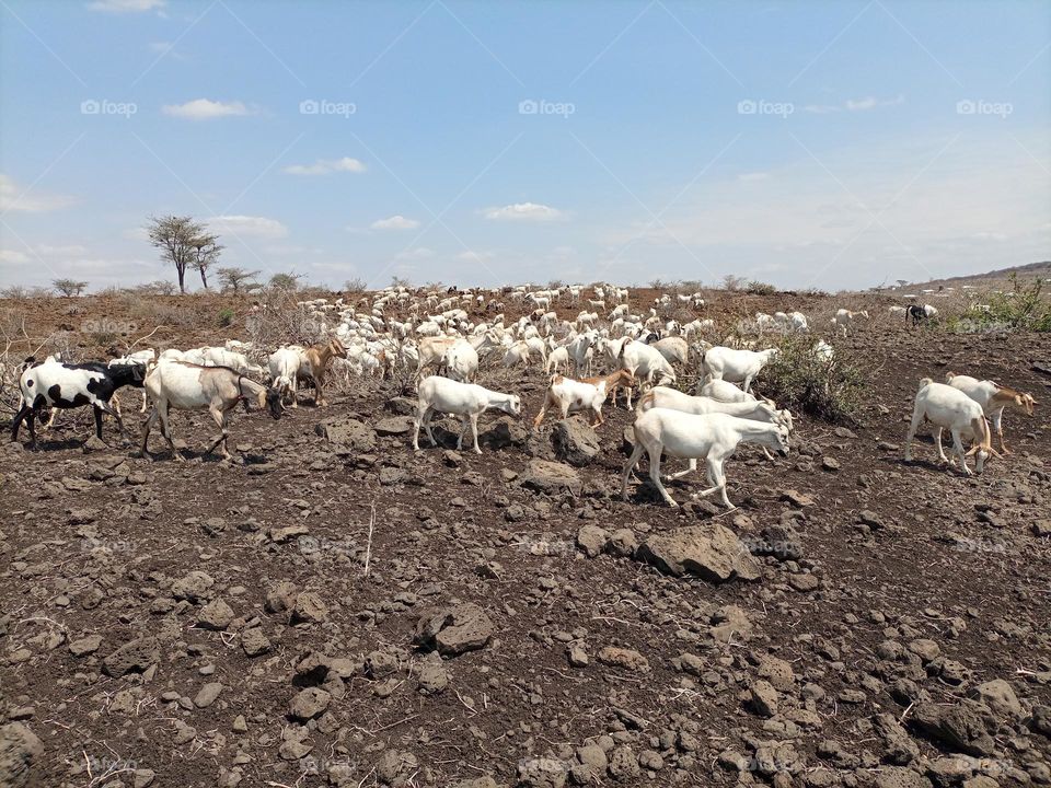Arid Lands Goats